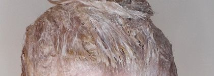 Как удалить Тонику? Снова блонд с Wella Koleston Perfect ME+ 10.16