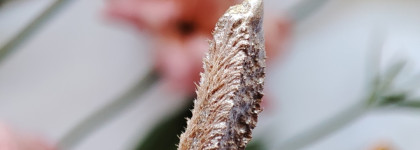 Врываемся в прекрасную осень. Жидкие тени для век Dazed Diamond Glam Team Faberlic