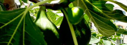 Море внутри