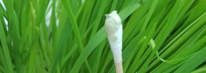 Когда с кожей все плохо. Dr.Jart+ cicapair re-cover, восстанавливающий Сc-Крем антистресс, корректирующий цвет лица