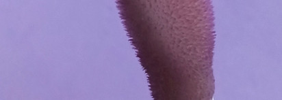 Лавандовое масло Clarins Lip Comfort Oil №12, purple