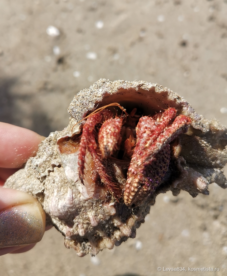 Рак-отшельник в раковине брюхоногого моллюска,  случайно выброшенный на берег волной. Благополучно вернулся в море