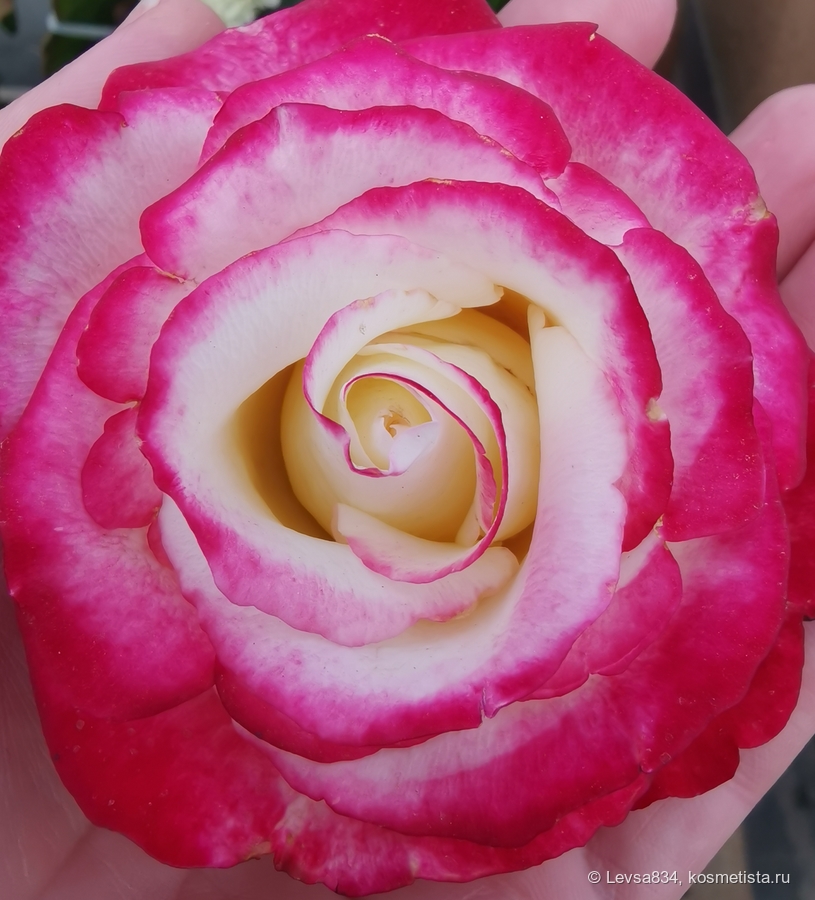 Роза - удивительный цветок, воплощение гармонии и красоты. Это то, что нам нужно, не правда ли, чтобы жить в счатливом мире.