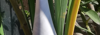 Heimish All Clean White Clay Foam для жирной кожи