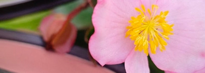 Идеальные и единственные румяна? Вполне может быть. Mac Blushbaby Sheertone blush