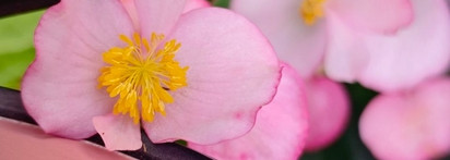 Идеальные и единственные румяна? Вполне может быть. Mac Blushbaby Sheertone blush