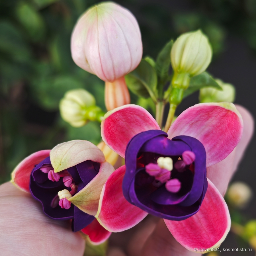 Цвет тычинок почти совпадает с цветом помады.