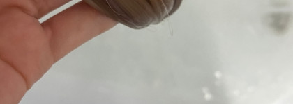 Concept Color Shade Balsam - дружочек блондинок