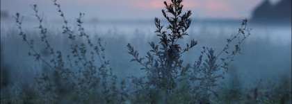 Унисекс вне сезона - полынь, ментол и бергамот. Brocard Color Feeling Green