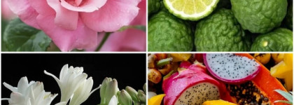 Вода из под загнивших роз и туалетное мыло. Печальное знакомство с Planeta Organica Rosa Carmen EDT