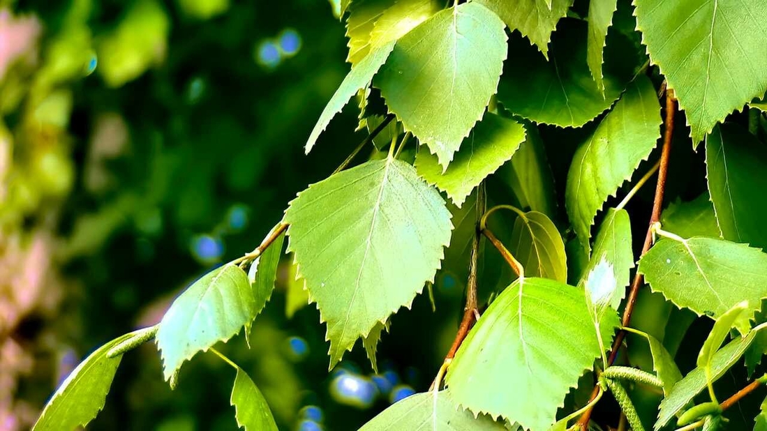 Ассоциация