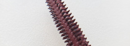 Бычья кровь? Тушь Rad All that juice mascara в оттенке 01 Oxblood