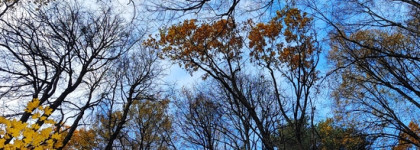 Gypsy water edp Byredo ловец солнца в сосновом лесу