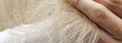 Estel Professional Otium Miracle Revive Сыворотка "Реконструкция кончиков волос"