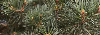 Успокаивающая сыворотка для чувствительной и проблемной кожи Round Lab Pine Calming Cica Ampoule