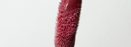 Новинка 2024: потрясающий блеск от Rom&Nd Glasting Color Gloss в оттенке 03 Rose Finch