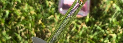 Всё в ней прекрасно – ампула с розой и пептидами Medi-Peel Royal Rose Premium Ampoule