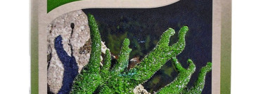 Неожиданные спикулы: Heimish Marine Care Retinol Eye Serum, 30 мл