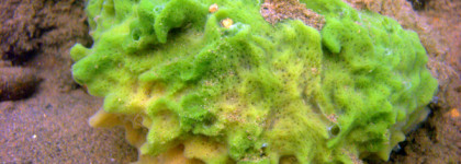 Неожиданные спикулы: Heimish Marine Care Retinol Eye Serum, 30 мл