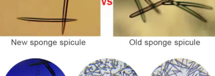 Неожиданные спикулы: Heimish Marine Care Retinol Eye Serum, 30 мл