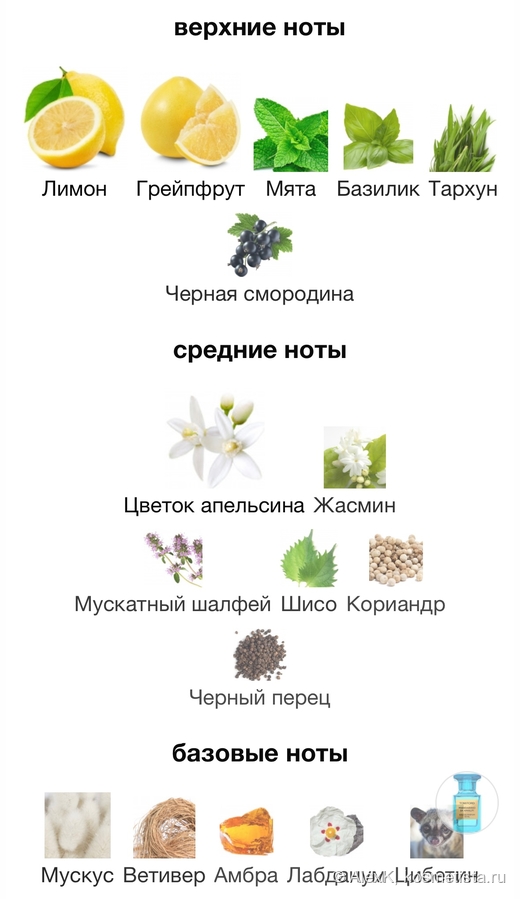 Пирамида аромата с парфюмерного сайта. Я отчетливо чувствую базу, верхние ноты кажутся здесь очень деликатными.