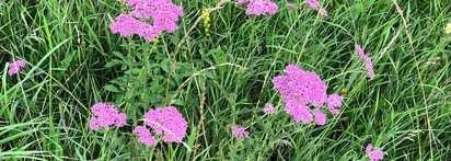 Палитра июня — макияж в оттенках тысячелистника