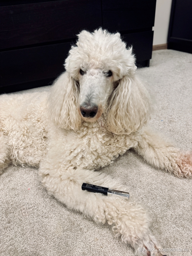 Мой ассистент