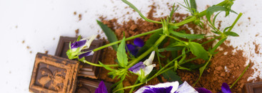 Choco Violet Mancera EDP. Уютный вечер и теплые объятия