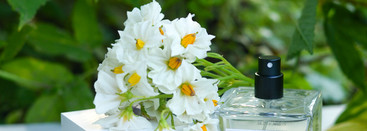 Latin Lover Carner Barcelona EDP. Любовник или всё же любовница?