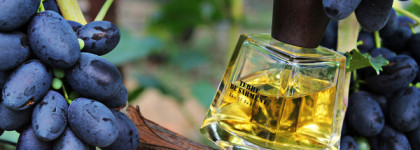 Terre de Sarment Frapin EDP - земля виноградников