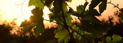 Terre de Sarment Frapin EDP - земля виноградников