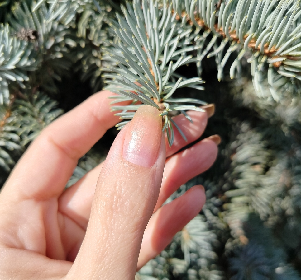 В два слоя на прозрачной базе