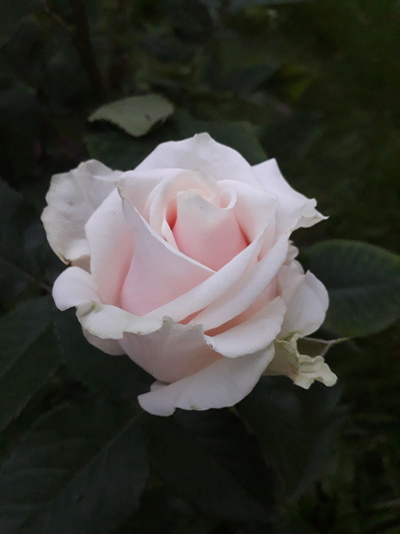 Роза во дворе