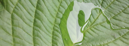 Хоть не читай эти составы! Шампунь «Натуральное ламинирование» Белита