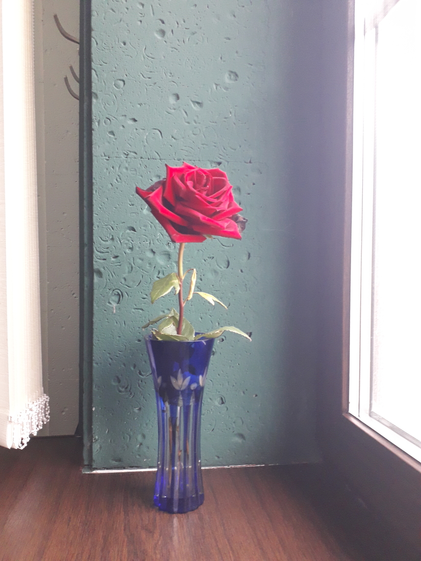 Роза в студии