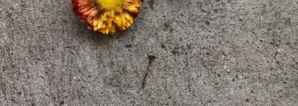 Как я искала аналог Charlotte Tilbury Pillow talk Push up lashes в оттенке Dream pop: две туши для рыжеволосых