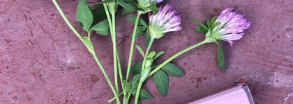 Ягодный тинт Rom&nd Dewyful Water Tint в оттенке 13 Custard Mauve