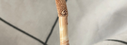 Встречаю весну с блеском: Tarte Creaseless concealer в оттенке 13N