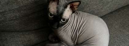 Lua Xerjoff - самый сильный парфюмерный якорь: потеря лучшего друга и возвращение к себе