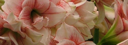 Ты прошла сквозь облако тумана, на ланитах нежные румяна": румяна Sergey Naumov Cheek Color (оттенок Martian Amaryllis)