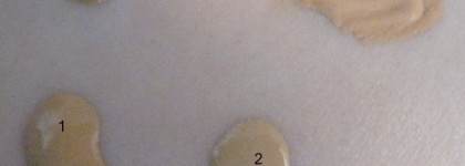 Мои лучшие тональники и пудры!