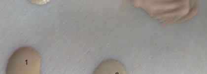 Мои лучшие тональники и пудры!