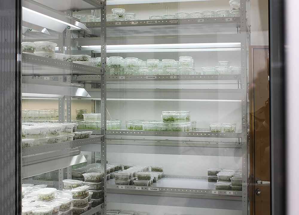 Лабораторные исследования в области биотехнологии растений. Фото из архива автора.