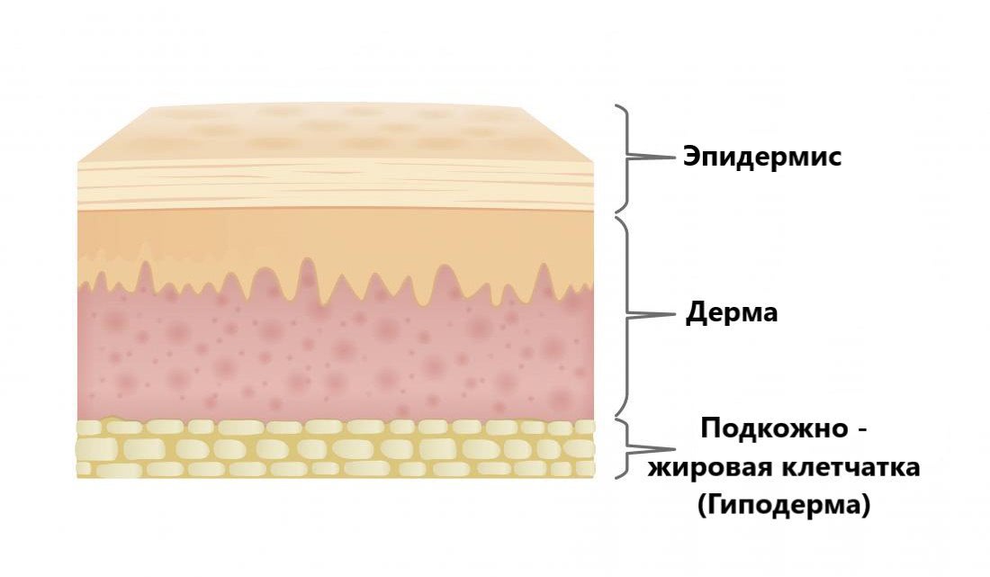 Слои кожи рисунок