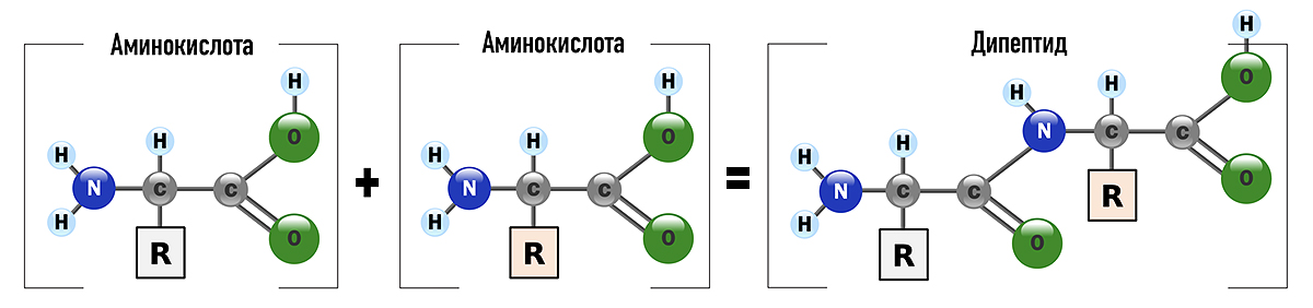 Схема образования дипептида из аминокислот