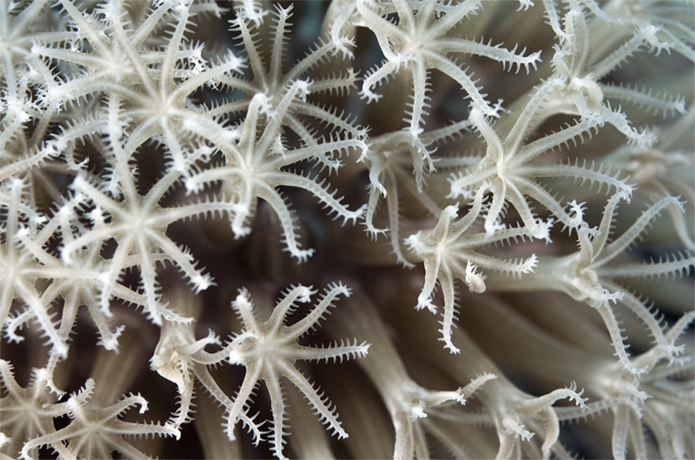 Солнцезащитные фильтры бензофенон-3 (оксибензон) и бензофенон-4 убивают кораллы и вредят океану.