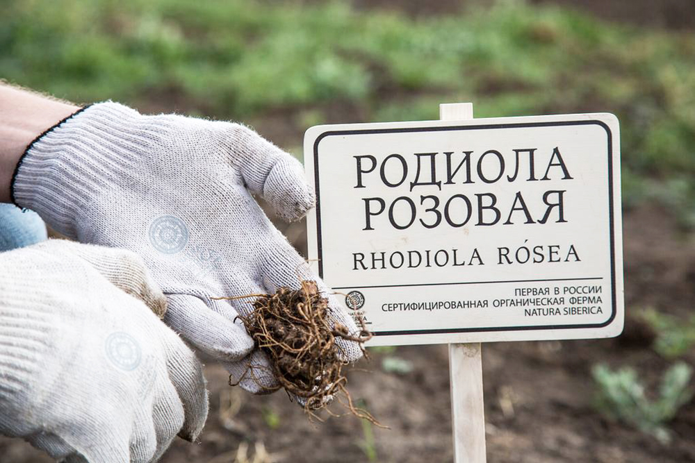 Органическая ферма Natura Siberica в Хакасии, сертифицирована Европейскоим био-стандартом ЕU 834/07.